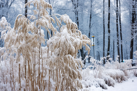 森林中的雪天景色图片