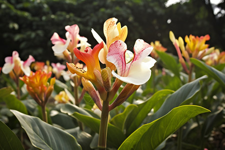 热带地区盛开的美丽花朵图片