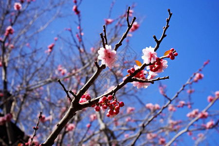 春天盛开的美丽桃花图片