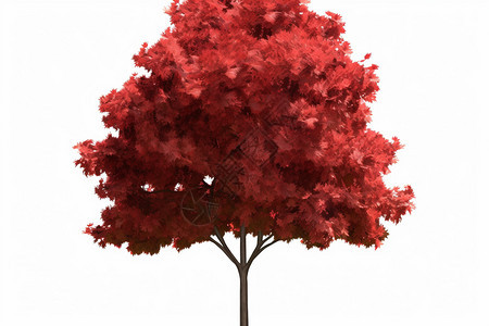 红色的枫树图片