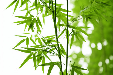 嫩绿的竹子图片