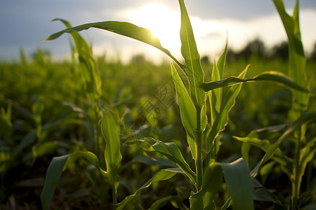 夏季的玉米种植田图片