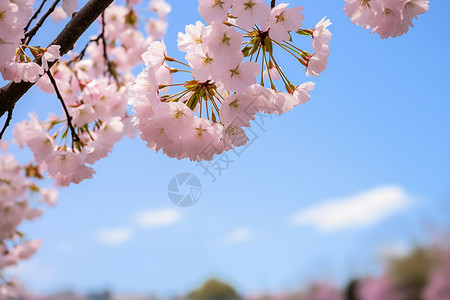 公园中盛开的桃花树图片