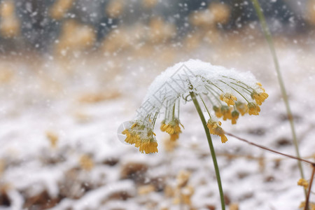 雪中的户外植物图片