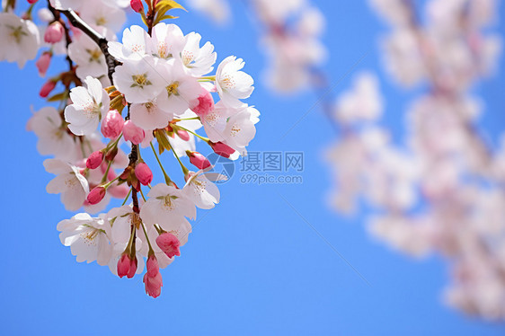 盛开的桃花树图片