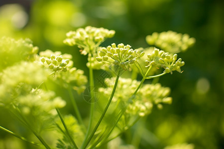 美丽的茴香花图片