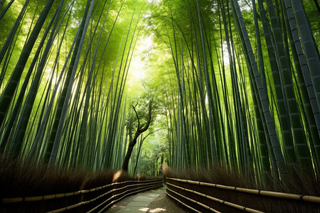 森林中竹林的美丽景观图片