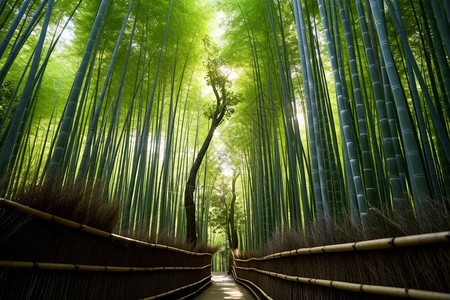 美丽的森林竹海景观图片