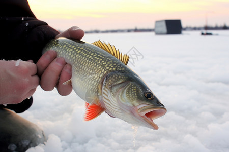 冬天冰面上冰钓的鱼背景图片