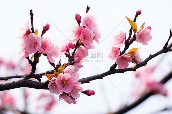 春天盛开的美丽樱花图片