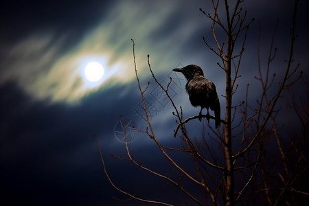 夜间的野生乌鸦图片