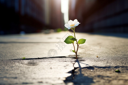 道路中绽放的花朵图片