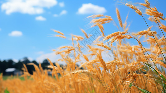 农村种植的小麦田图片