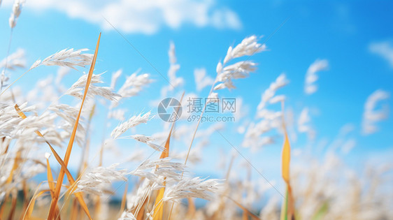 秋天的稻田景观图片