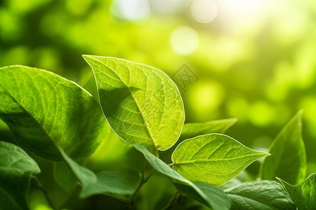 植物光合作用叶子的光合作用生长背景