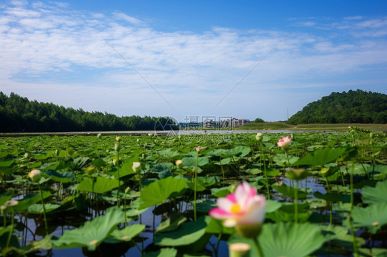 绿色荷花池图片