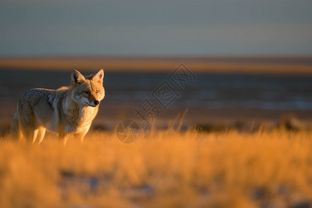 荒野豺狼动物狼草原高清图片