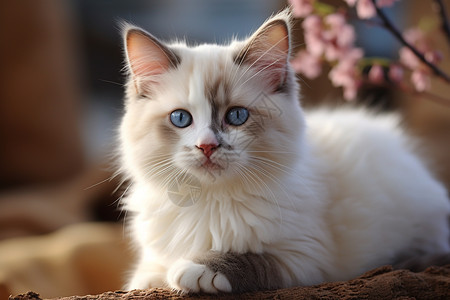 美丽的布偶猫图片
