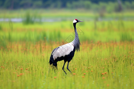 湿地的黑颈鹤图片