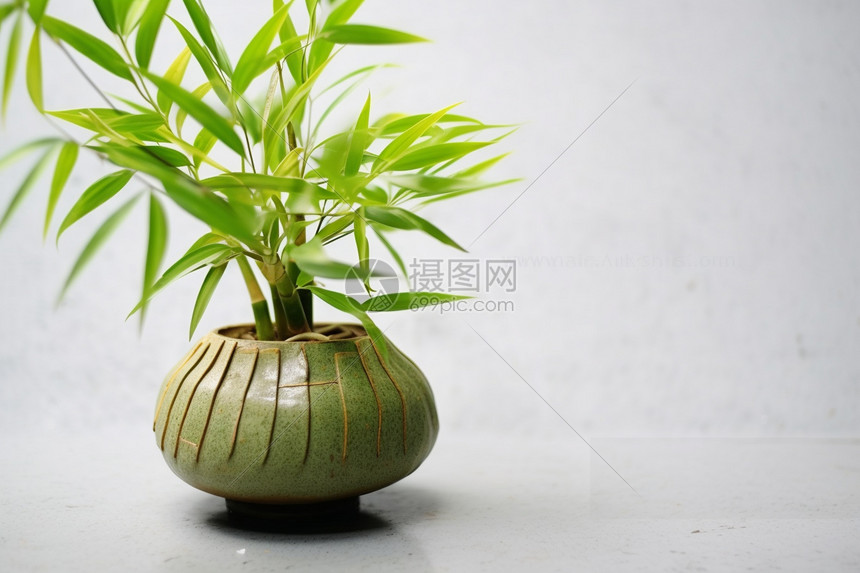 日式螺旋花盆图片