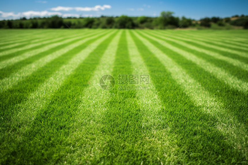 夏天足球运动的草坪图片