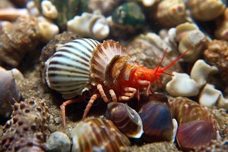 水族馆里的寄居蟹高清图片