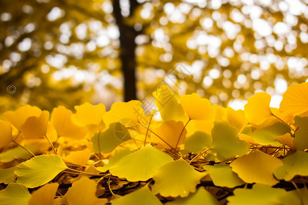 秋天的银杏落叶背景图片