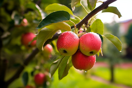 果园里的苹果树图片