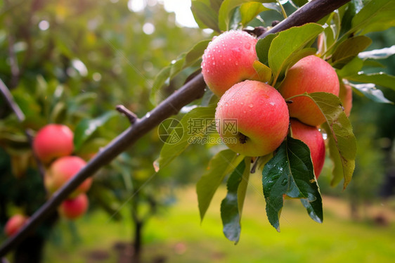 苹果树种植图片