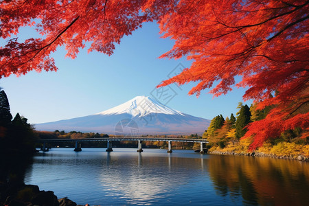 富士山枫叶富士山的风景背景