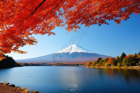 富士山枫叶富士山下的风景背景