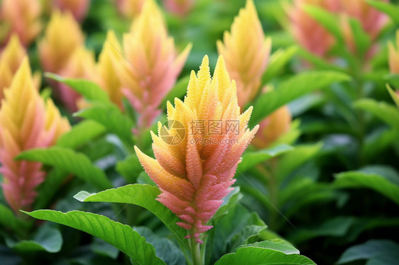 户外的花园里的花朵图片