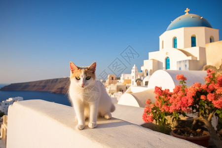 圣托里尼建筑上的流浪猫图片