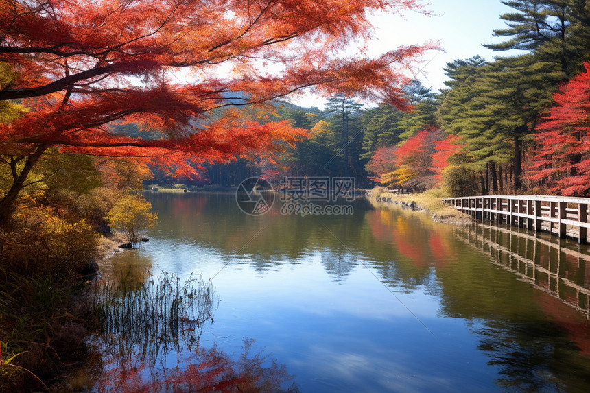 湖水枫树风景图片