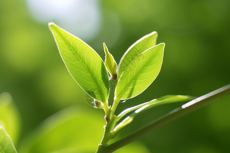 春天刚生长的植物图片