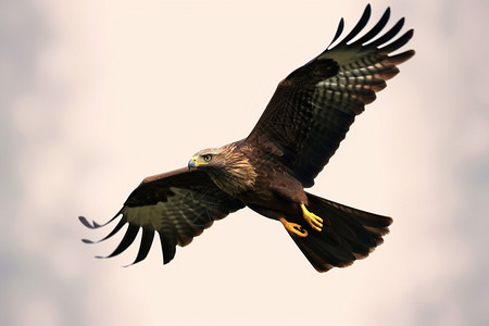 荒野飞行的老鹰背景图片