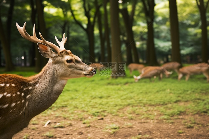 奈良的的小鹿图片