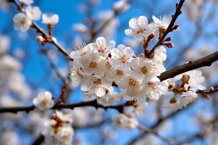 春天樱花盛开花瓣图片