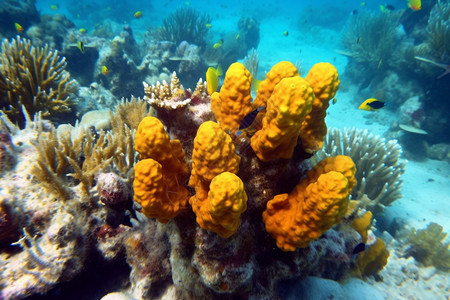 水族馆里的珊瑚图片