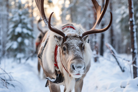 麋鹿拉雪橇圣诞节的动物背景