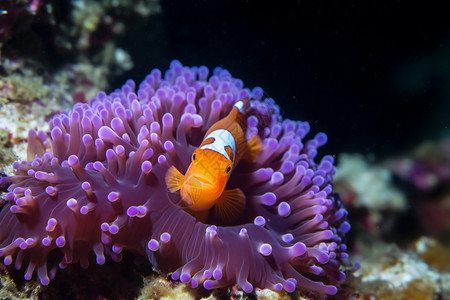 礁石上的海洋生物图片