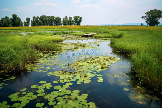 公园里的小荷塘图片