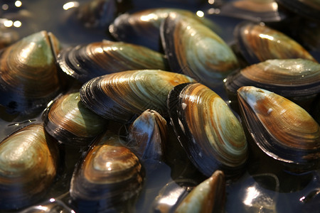 可食用的新鲜贝壳高清图片