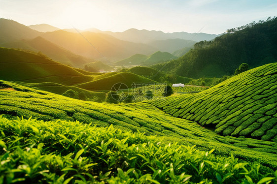 清晨的茶园图片