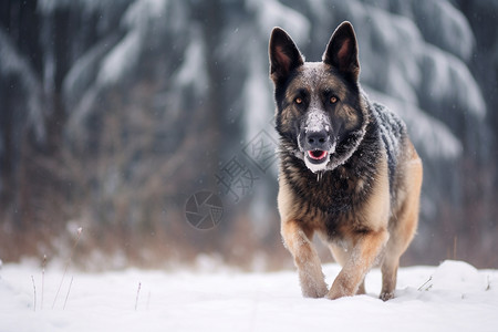 雪地中奔跑的德国牧羊犬高清图片