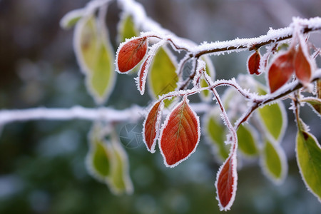 冬季美丽的罗文树树叶背景图片