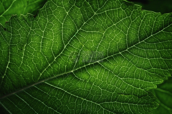 植物的纹理特写图片