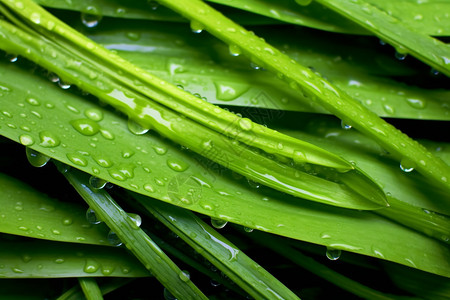 夏季雨后的热带树叶图片