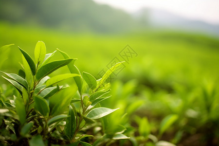 夏季生长的茶叶图片