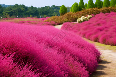 夏季生机勃勃的猪笼草图片